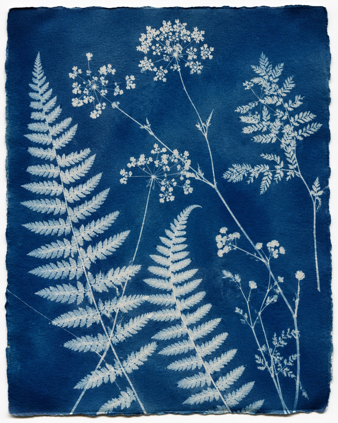 Cyanotype and Sun Printing: The 1842 Alternative Chemical Process