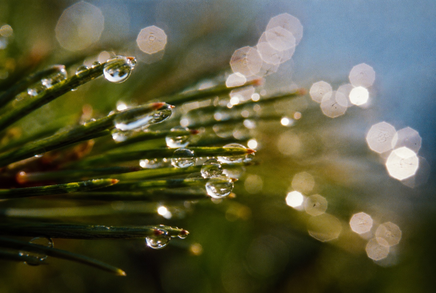 Macro Film Physics: Bellows Extension, Inverse-Square Falloff, and Bokeh